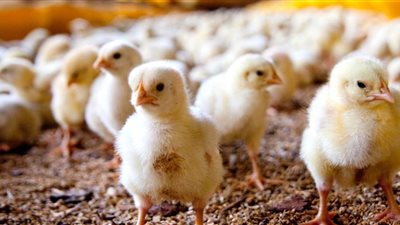 ارتفاع كبير في سعر الكتكوت الأبيض والبط بالأسواق اليوم الأحد