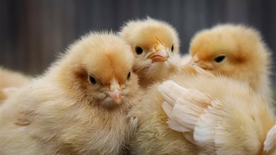 سعر الكتكوت الأبيض يواصل الارتفاع مع استقرار أسعار البط اليوم الإثنين