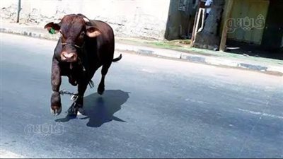 هرب من الذبح، ثور هائج يتسبب بمصرع سيدة وإصابة شاب في بني سويف