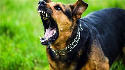 كلب يهاجم 14 شخصًا في محافظة المنيا