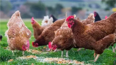 بشرى سارة، سعر الفراخ البيضاء والبلدي اليوم الثلاثاء 14 يناير 2025