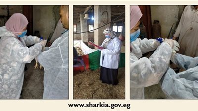 تحصين 348 ألف طائر ضد أنفلونزا الطيور والأمراض الوبائية بالشرقية