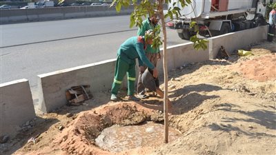القاهرة: بدء تنفيذ تشجير الدائرى من المقطم