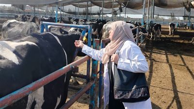 بيطري الشرقية: فحص 4 آلاف رأس ماشية ضد البروسيلا والسل البقري