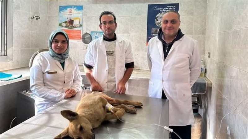 الطب البيطري بالغربية