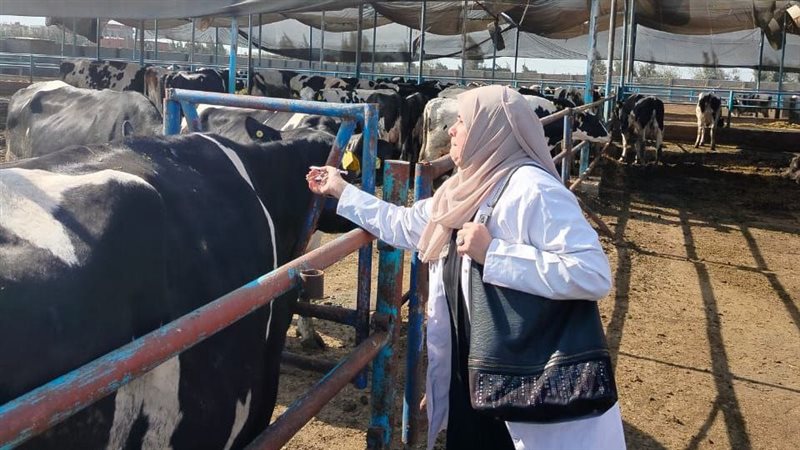 فحص 4 آلاف ماشية