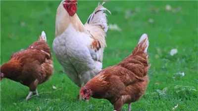 تبدأ من 75 جنيهًا، سعر الفراخ البيضاء والبلدي اليوم الأربعاء (آخر تحديث)