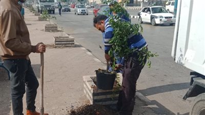 تشجير الطريق الدائري في أسيوط ضمن مبادرة زراعة 100 مليون شجرة (صور)