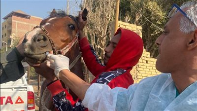 قوافل بيطرية لفحص وعلاج الخيول والأبل بنزلة السمان (صور)