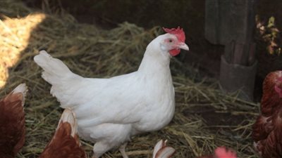 طالت الأحمر والأبيض، ارتفاعات كبيرة في سعر الفراخ اليوم الجمعة 17 يناير 2025