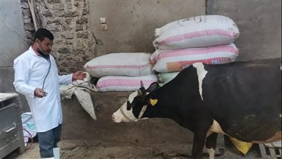 تحصين وعلاج 13 ألف رأس ماشية وطيور في قوافل بيطرية بالدقهلية 