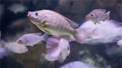 سمكة ذات شفاه ضخمة تثير الجدل في تايلاند، ما القصة ؟