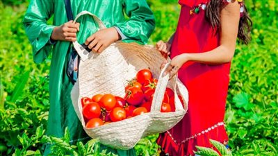 الورد اللي فتح في حقول مصر، فتيات بالزي الفلاحي استعدادا لانطلاق مهرجان الطماطم بالأقصر (صور)