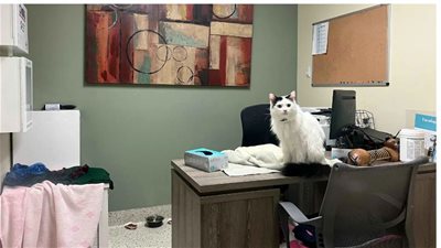 قطة تتسبب في كارثة لمالكتها بالصين 