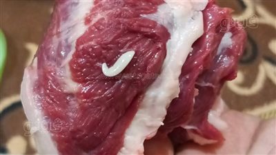 تداول صور لحوم مصابة بديدان الساركوسيست يثير غضب أهالي السنطة