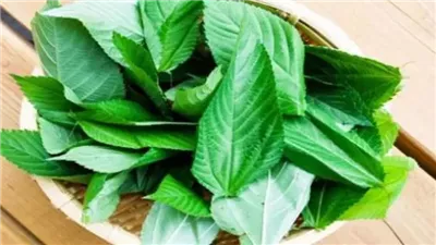 الملوخية ترتفع 4 جنيهات، سعر الخضار اليوم في سوق العبور