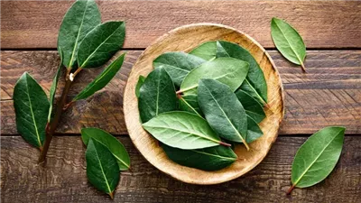 فوائد ورق الغار، لصحة القلب وتنظيم سكر الدم وجمال بشرتك وشعرك