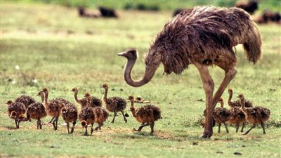 تفسير رؤية النعام في المنام وعلاقتها بقدوم رزق وفير 