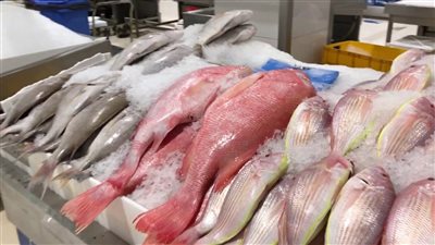  سعر السمك اليوم بسوق العبور، ارتفاع المكرونة الخليجي 15 جنيهًا وانخفاض البلطي وقشر بياض