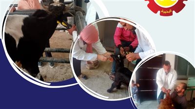 علاج 2911 رأس ماشية وعقد 71 ندوة وتوعية إرشادية في البحيرة