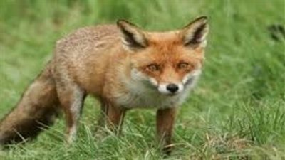 تفسير رؤية الثعلب في المنام وعلاقتها بالتغلب على المشكلات 