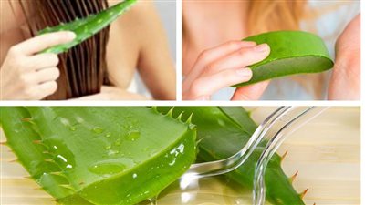 فوائد الصبار للشعر، لعلاج الجفاف والتساقط والقشرة