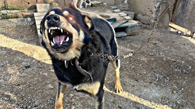 الحبس 5 سنوات عقوبة ترويع المواطنين وفقا للقانون 