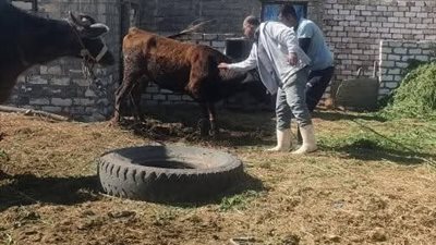 فرق الطب البيطرى بالإسماعيلية تواصل أعمالها بحملة التحصين (صور) 