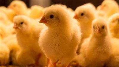 سعر الكتكوت الأبيض اليوم يواصل الارتفاع مع استقرار أسعار البط 