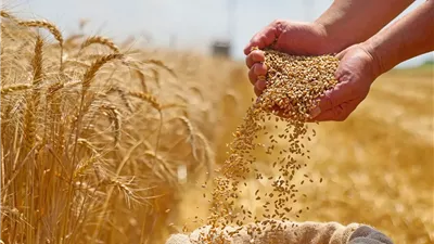  انخفاض أسعار القمح والدقيق في الأسواق 