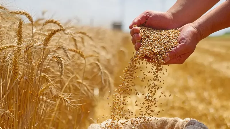 اسعار القمح والدقيق