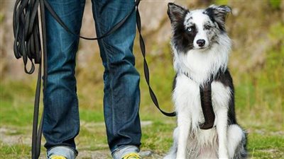 إجراءات وشروط ترخيص الكلاب وما هي العقوبة المتوقعة على المخالفين 