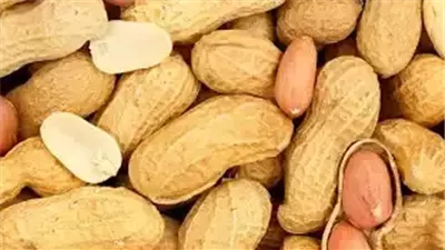 الفول السوداني يحقق طفرة خلال 2024.. الصادرات تتخطى 84 مليون دولار في 10 شهور.. و150 ألف طن حجم الإنتاج سنويا 