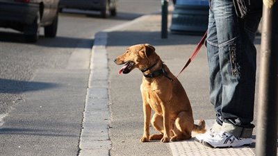 ضوابط التنزه بالكلاب في الشوارع وفقا للقانون