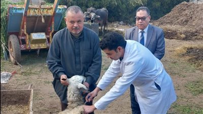 بيطري الدقهلية: تحصين 15986 رأس ماشية ضد الجلد العقدي وجدري الأغنام 