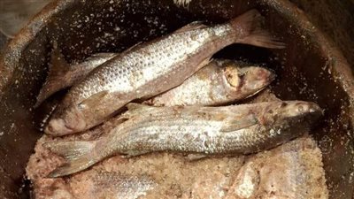 ضبط 400 كيلو أسماك مملحة غير صالحة للاستهلاك الآدمي بكفر الشيخ