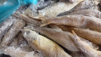 ضبط 27 طن أسماك مجهولة المصدر في الإسماعيلية (صور) 