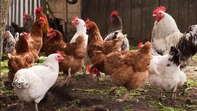 ارتفاع ملحوظ في أسعار الفراخ اليوم الأربعاء 19 مارس 2025