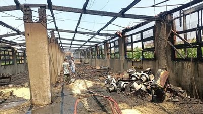 حريق يلتهم مزرعة دواجن بالغربية ويتسبب في نفوق 5 آلاف كتكوت (صور)