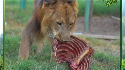  أخبار الحوادث اليوم: مصرع حارس افترسه أحد أسود حديقة الحيوان بالفيوم.. ملابسات فيديو اقتحام الشرطة منزل عاطل بالمنوفية.. العثورعلى جثة سيدة داخل غرفة حارس عقار بحلوان