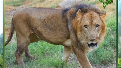 مصادر بالزراعة تكشف تفاصيل افتراس أحد الأسود لـ غفير بحديقة حيوان الفيوم