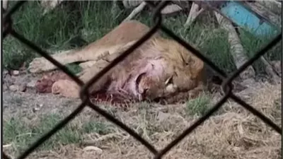 ضحية أسد الفيوم.. ضوابط حيازة الحيوانات الخطرة.. القانون حدد حالات اقتنائها وبينها حدائق الحيوان والمتنزهات.. وهذه أبرز احتياطات التعامل معها