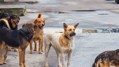 القبض على عامل قتل كلبًا بسلاح أبيض في الجيزة