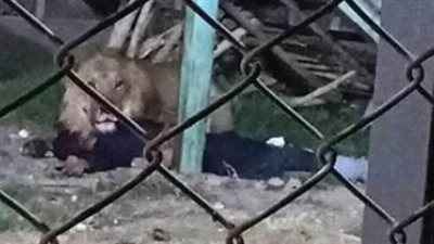 بعد واقعة أسد الفيوم، كيف نظم القانون حيازة الحيوانات الخطرة؟