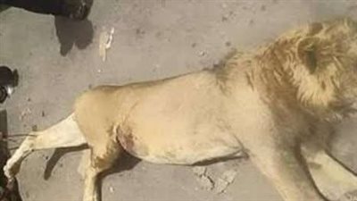 حديقة الحيوان بالفيوم تنتهي من الدفن الصحي الآمن لجيفة الأسد المفترس
