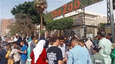 بسبب حادث الأسد، حديقة حيوان الفيوم تغلق أبوابها اليوم 