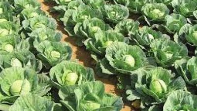 بدء موسم جني كرنب البطة بأشهر قرية لزراعته في قنا (بث مباشر)