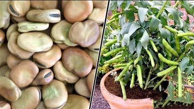 الزراعة تكشف طرق الوقاية من أمراض محصول الفول 