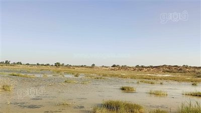 برك الشرقية قبلة الملوك والرؤساء ومحبي وهواة صيد البط المهاجر من أوروبا.. تنشيط السياحة: برك فاقوس والحسينية مأوى وملاذ آمن للطيور المهاجرة.. ومزودة بمجموعة من الشاليهات واللبد 