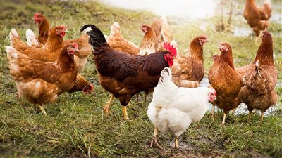 انخفاض البلدي 3 جنيهات، أسعار الفراخ اليوم الأحد (أخر تحديث)